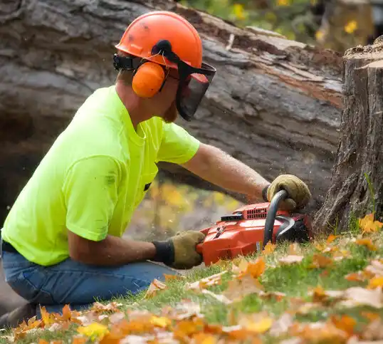 tree services Orrick